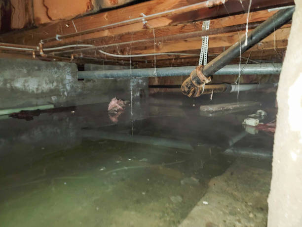 Best Mold removal after water damage  in Renton, WA